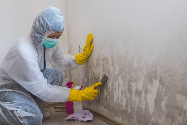 Best White Mold Remediation in Lima, OH