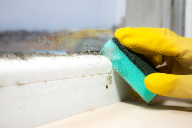 Best Black Mold Remediation in Lima, OH