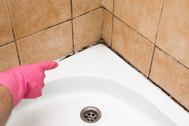 Best Basement Mold Remediation in Lima, OH